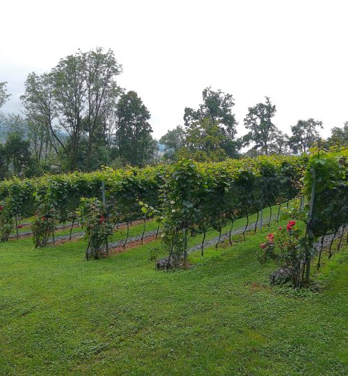 Lublaňský vinice cestou k hradu