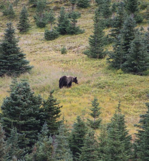 Bald Hills Trail a setkání s medvědem grizzly I.