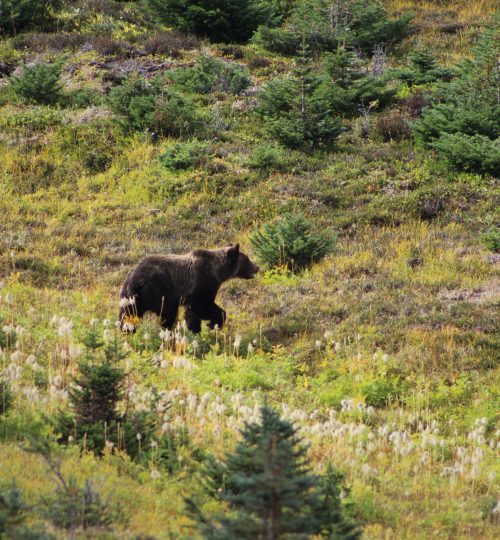 Bald Hills Trail a setkání s medvědem grizzly II.