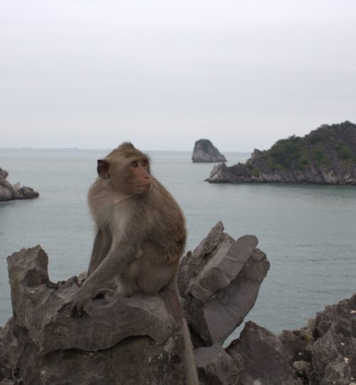 Monkey na Monkey Island