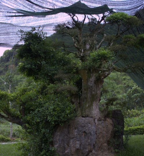 Přírodní rezervace Thung Nham - tisíc let starej strom